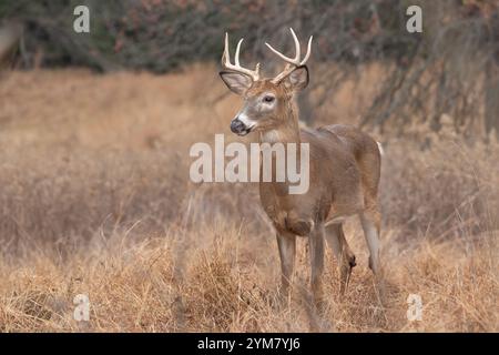 Weißschwanzhirsch (Odocoileus virginianus) Buck im Herbst Stockfoto