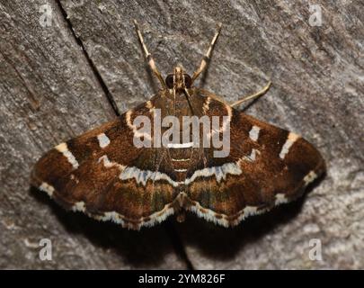 Gefleckte Rüben Webworm Motte (Hymenia perspectalis) Stockfoto