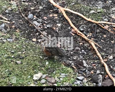 Isländische Rotflügel (Turdus iliacus coburni) Stockfoto