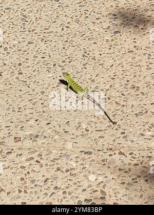 San Esteban Island x Sonora Stachelschwanziguana (Ctenosaura conspicuosa x Macrolopha) Stockfoto