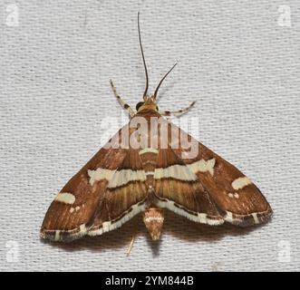 Hawaiianische Rüben Webworm Moth (Spoladea recurvalis) Stockfoto