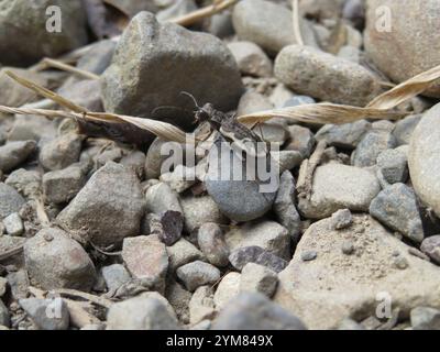 Neuseeland gemeiner Tigerkäfer (Neocicindela tuberculata) Stockfoto