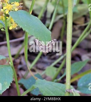 Gefleckte Rüben Webworm Motte (Hymenia perspectalis) Stockfoto