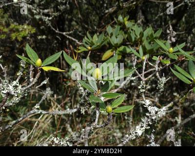 Falschgoldblüten-Rhododendron (Rhododendron pseudochrysanthum) Stockfoto