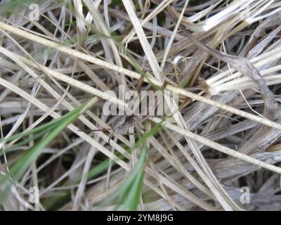 Rocky Mountain gestreute Heuschrecke (Chloealtis abdominalis) Stockfoto