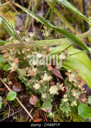 Glatte Hornflechte (Cladonia gracilis) Stockfoto