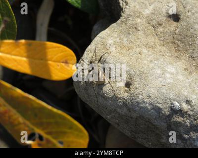 Dünnbeinige Wolfsspinnen (Pardosa) Stockfoto