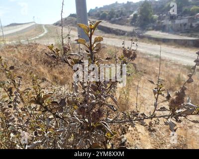 San Diego Bursage (Ambrosia chenopodiifolia) Stockfoto