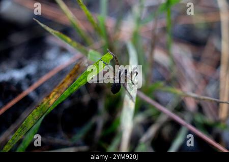 Georgia Wolf Spider (Tigrosa georgicola) Stockfoto