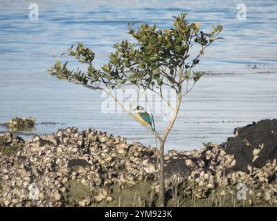 Neuseeland Heiliger Eisvogel (Todiramphus sanctus vagans) Stockfoto