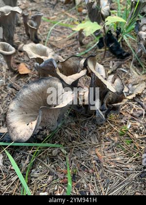 Östliche schwarze Trompete (Craterellus fallax) Stockfoto