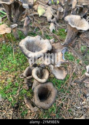 Östliche schwarze Trompete (Craterellus fallax) Stockfoto