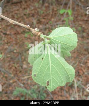 Südafrikanische Wildbirne (Dombeya rotundifolia) Stockfoto