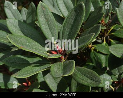 Falschgoldblüten-Rhododendron (Rhododendron pseudochrysanthum) Stockfoto