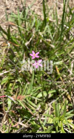 Schlanke Zentaury (Centaurium tenuiflorum) Stockfoto