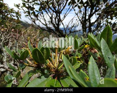 Falschgoldblüten-Rhododendron (Rhododendron pseudochrysanthum) Stockfoto