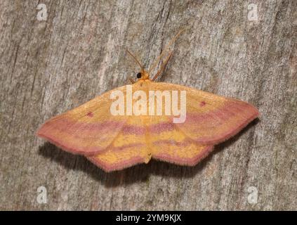 Geometer Motte (Haematopis grataria) Stockfoto