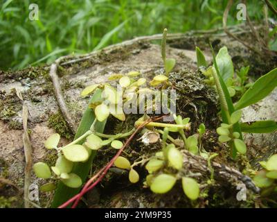 acorn peperomia (Peperomia tetraphylla) Stockfoto