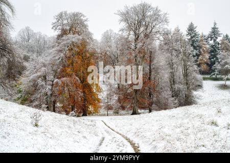 Fagus sylvatica. Spätherbst Buchen im frühen Winterschnee. Blenheim Park, Oxfordshire, England Stockfoto
