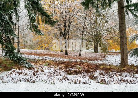 Fagus sylvatica. Spätherbst Buchen und Kiefern im frühen Winterschnee. Blenheim Park, Oxfordshire, England Stockfoto