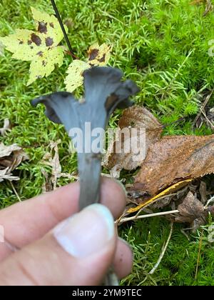 Östliche schwarze Trompete (Craterellus fallax) Stockfoto