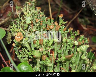 Glatte Hornflechte (Cladonia gracilis) Stockfoto