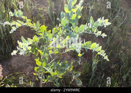 Queensland Silber-Akazie (Acacia Podalyriifolia) Stockfoto