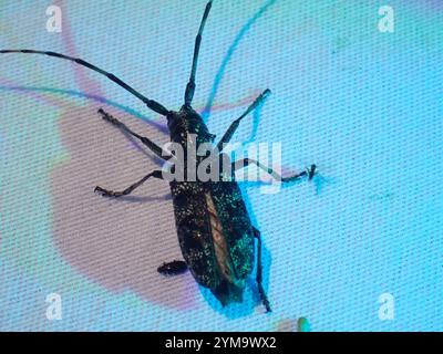 Kiefer Sawyer (Monochamus clamator) entdeckt Stockfoto