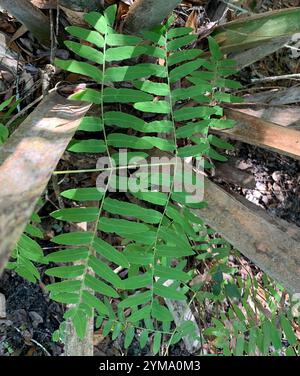 American Royal Fern (Osmunda spectabilis) Stockfoto