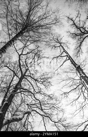 Grunge-Bild von dunklem Wald, perfekter Winterhintergrund. Stockfoto