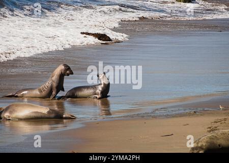 Fesselnde Bilder Elefantenrobben interagieren am Strand, während der Ozean ebbt und fließt. Touristenziel in Piedras Blancas Elephant Seal Rookery in der Nähe von Big Sur Stockfoto