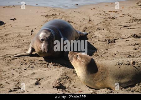 Fesselnde Bilder Elefantenrobben interagieren am Strand, während der Ozean ebbt und fließt. Touristenziel in Piedras Blancas Elephant Seal Rookery in der Nähe von Big Sur Stockfoto