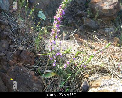 Stachelige Purplegorse (Muraltia heisteria) Stockfoto