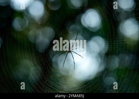 Riesige Holzspinne in ihrem komplizierten Orgelnetz – ein Einblick in die reiche Artenvielfalt der tropischen Regenwälder Indiens. Stockfoto