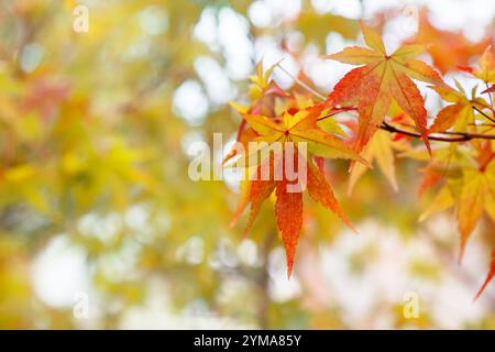 Nahaufnahme der Ahornblätter während der Herbstsaison Stockfoto