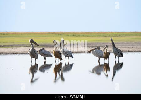 Pinkfarbene Pelicaner (Pelecanus rufescens) stehen im Wasser mit Reflexion ihres Körpers im Wasser. Sambia, Afrika Stockfoto