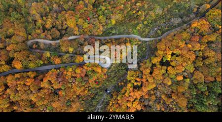 Aus der Vogelperspektive einer Straße, die den Wald während der Herbstsaison durchquert Stockfoto