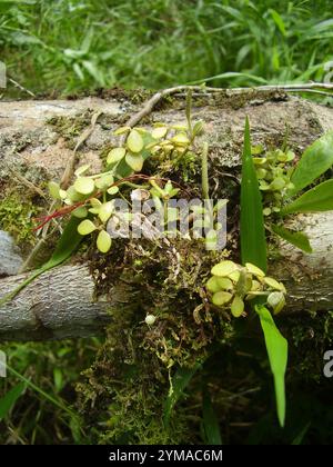 acorn peperomia (Peperomia tetraphylla) Stockfoto