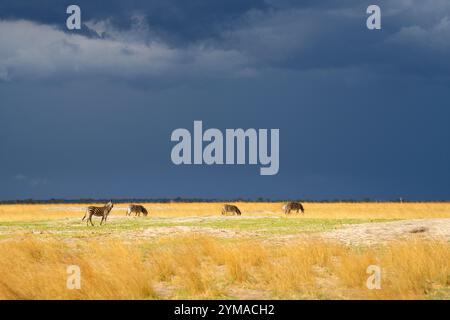 4 Zebras, die in der Landschaft der Savanne grasen, dunkelblaue Sturmwolke am Himmel, gelbes Grasland. Simbabwe, Afrika Stockfoto