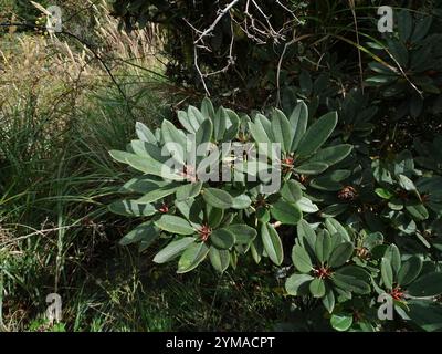 Falschgoldblüten-Rhododendron (Rhododendron pseudochrysanthum) Stockfoto