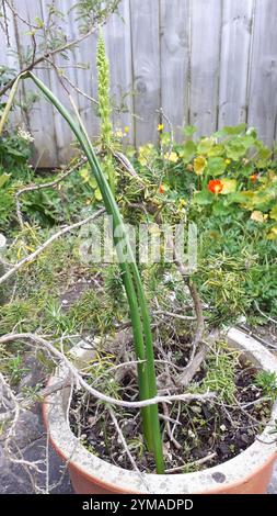 Zwiebeln-Orchideen (Microtis unifolia) Stockfoto