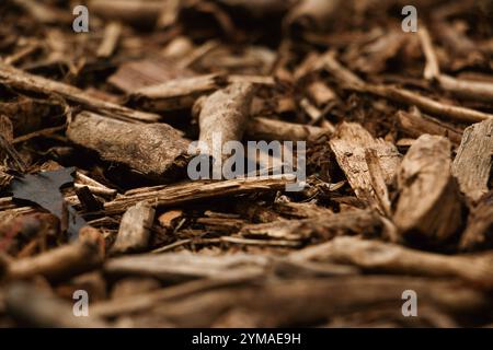 Holzspäne, nasse Holzspäne von Kiefern, Holzspäne aus dem Wald Stockfoto
