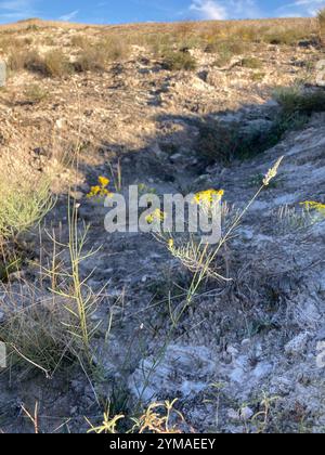 Weißes Milchkraut (Polygala alba) Stockfoto