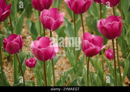 Blume, Triumph Tulpen, weinfarbige Triumph Tulpen, weinfarbige Blumen, Garten, April Stockfoto