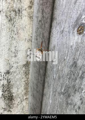 Asiatische Papierwaschanlage (Polistes chinensis) Stockfoto