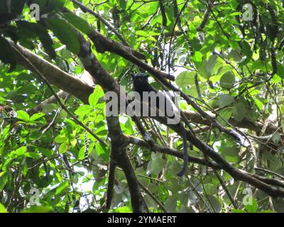 Tamarin mit goldenen Händen (Saguinus midas) Stockfoto