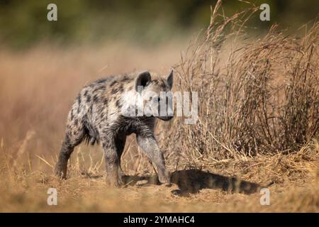 Hyänenwelpe (Crocuta crocuta), Porträt horizontal geht nach rechts. Okavango Delta, Botswana, Afrika Stockfoto