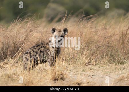 Hyänenbaby, (Crocuta crocuta), Porträt horizontal, blickt in die Kamera. Okavango Delta, Botswana, Afrika Stockfoto