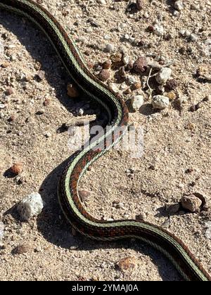 Kalifornische Rote Strumpfschlange (Thamnophis sirtalis infernalis) Stockfoto