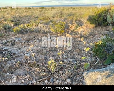 Nachfolgende Windmühlen (Allionia incarnata) Stockfoto